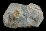Pennsylvanian Fossil Fern (Neuropteris) Plate - Kentucky #154668-2